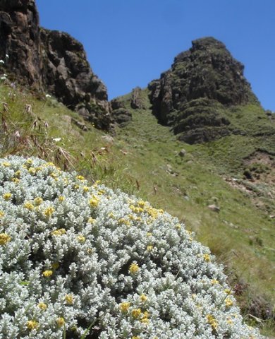 Helichrysum trilineatum